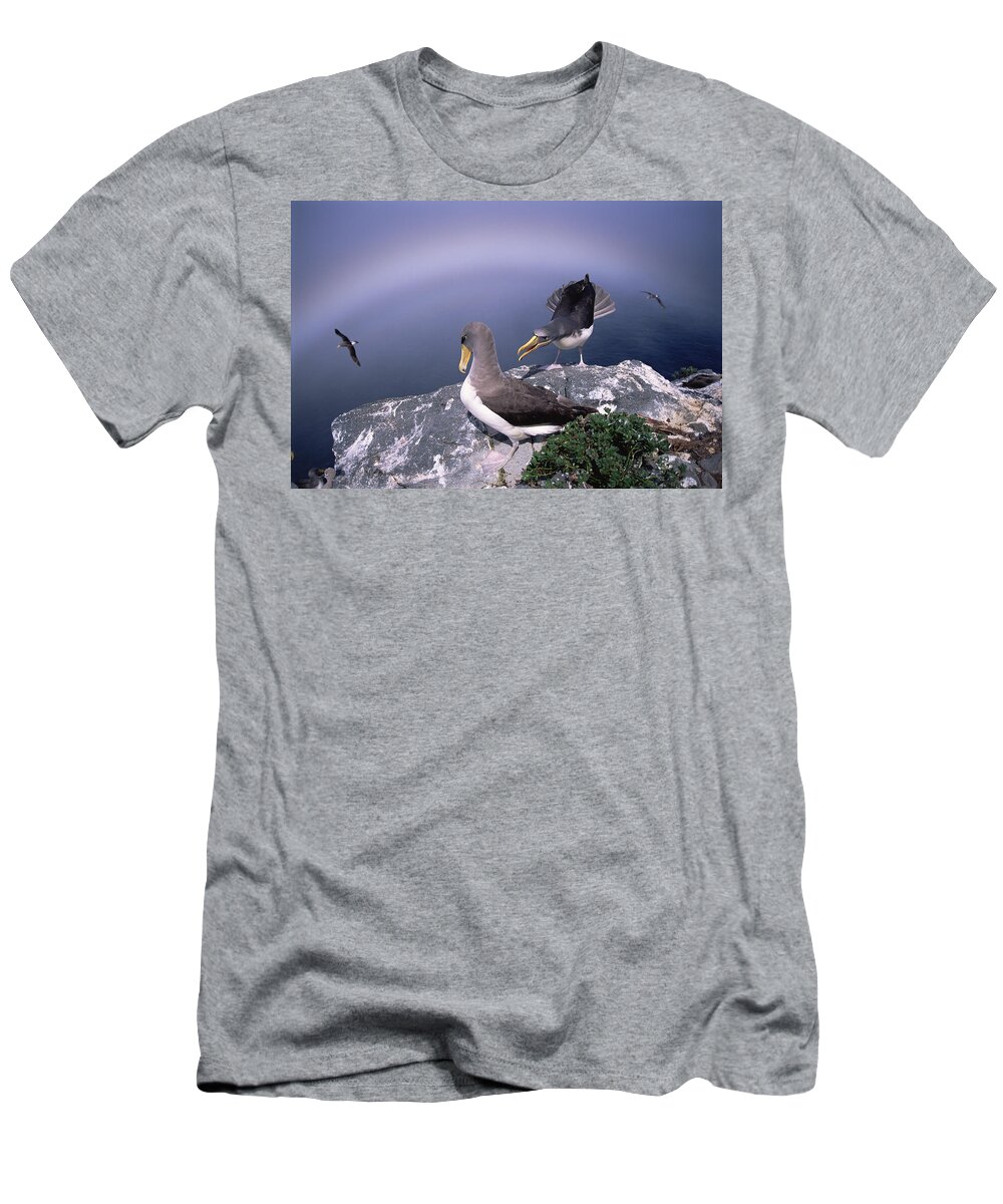 Feb0514 T-Shirt featuring the photograph Chatham Albatross Pair On Cliff Chatham by Tui De Roy