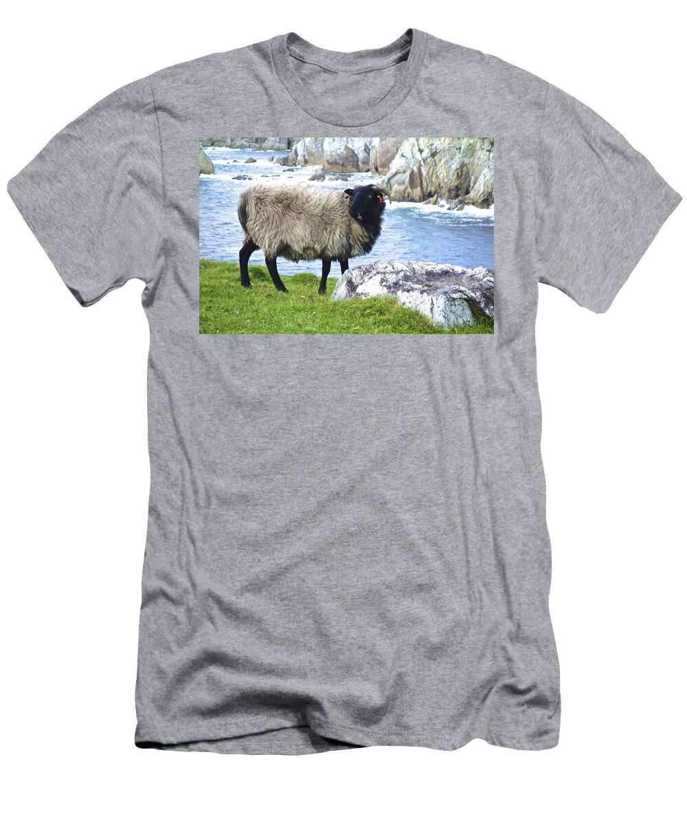 Sheep T-Shirt featuring the photograph Clew Bay Sheep by Norma Brock