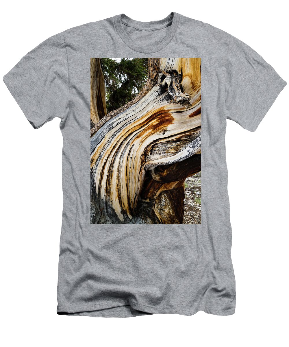 Photography T-Shirt featuring the photograph Close-up Of Details Of Pine Tree by Panoramic Images