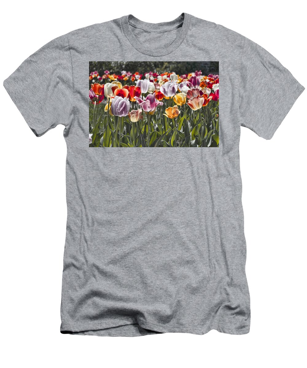 Tulip T-Shirt featuring the photograph Colorful Tulips in the Sun by Sharon Popek
