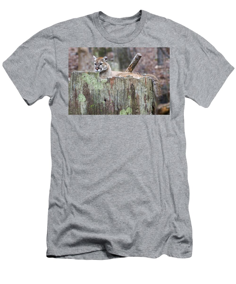 Cougar T-Shirt featuring the photograph Cougar on a stump by Flees Photos