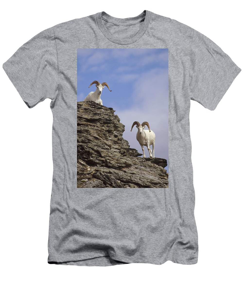 Feb0514 T-Shirt featuring the photograph Dalls Sheep On Rock Outcrop North by Michael Quinton
