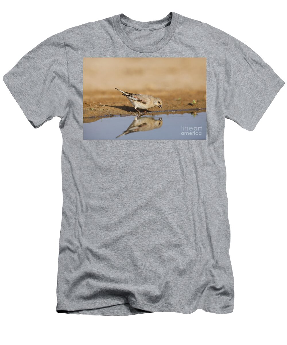 Desert T-Shirt featuring the photograph Desert Finch by Eyal Bartov