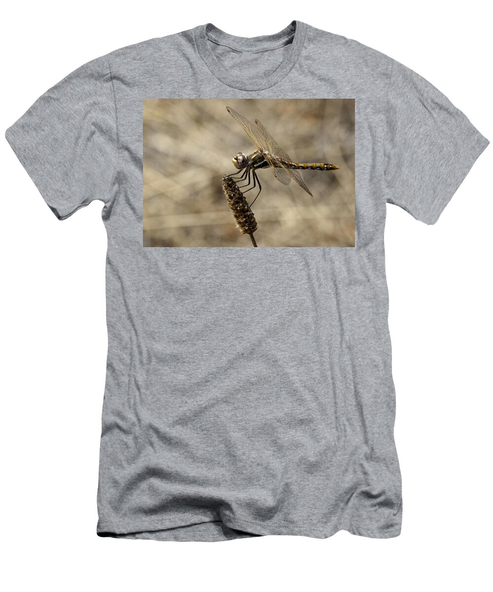 Dragonfly T-Shirt featuring the photograph Dragonfly in Orange by Betty Depee