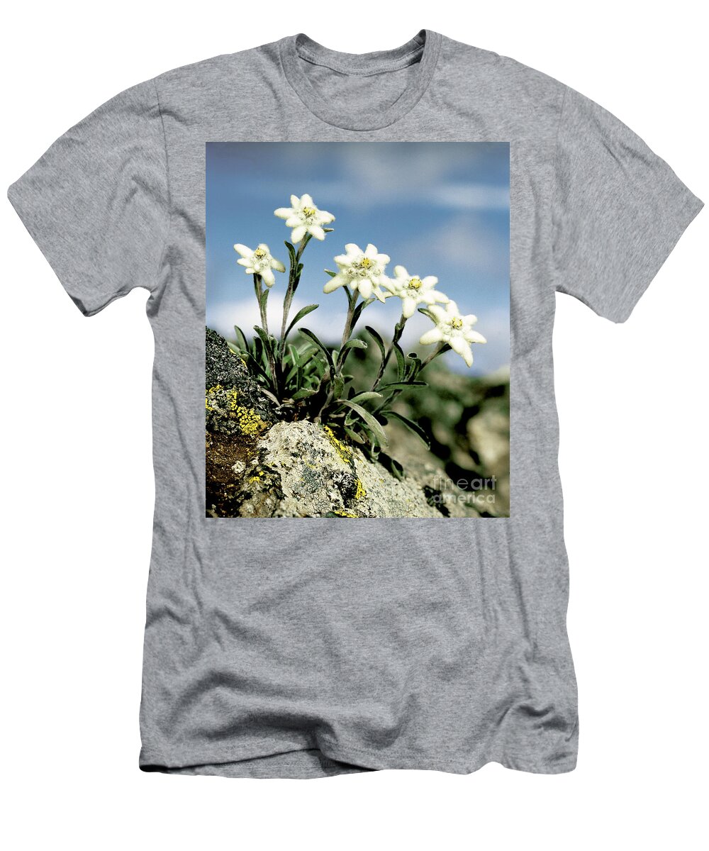 Plant T-Shirt featuring the photograph Edelweiss by Hermann Eisenbeiss