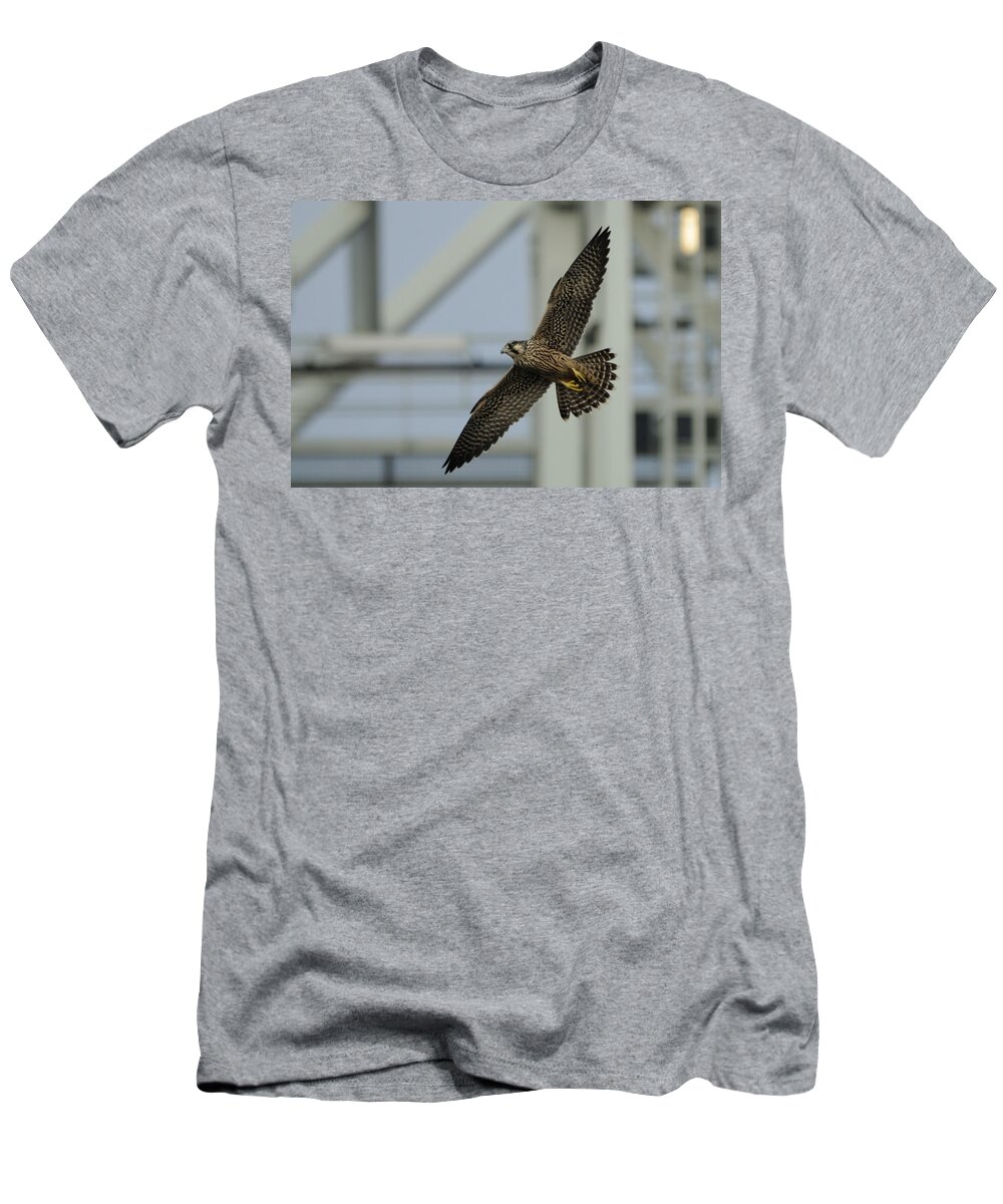 Peregrine Falcon T-Shirt featuring the photograph Falcon flying by Tower by Bradford Martin