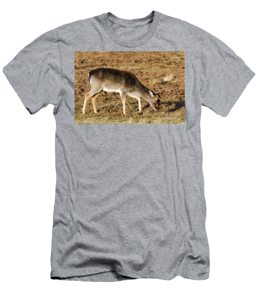 Deer T-Shirt featuring the photograph Fallow deer buck by Steev Stamford