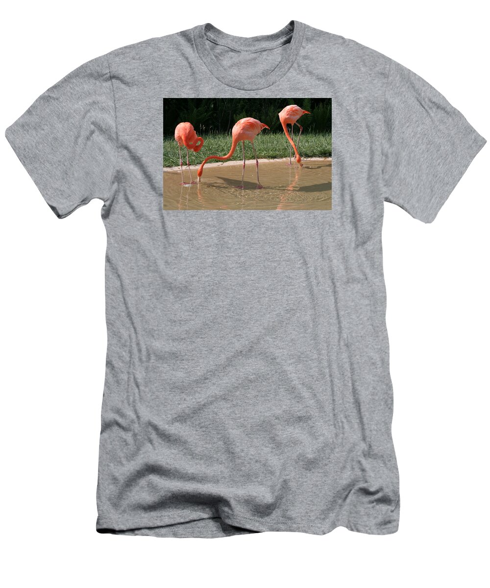 Birds T-Shirt featuring the photograph 3 Flamingos drinking water by Valerie Collins