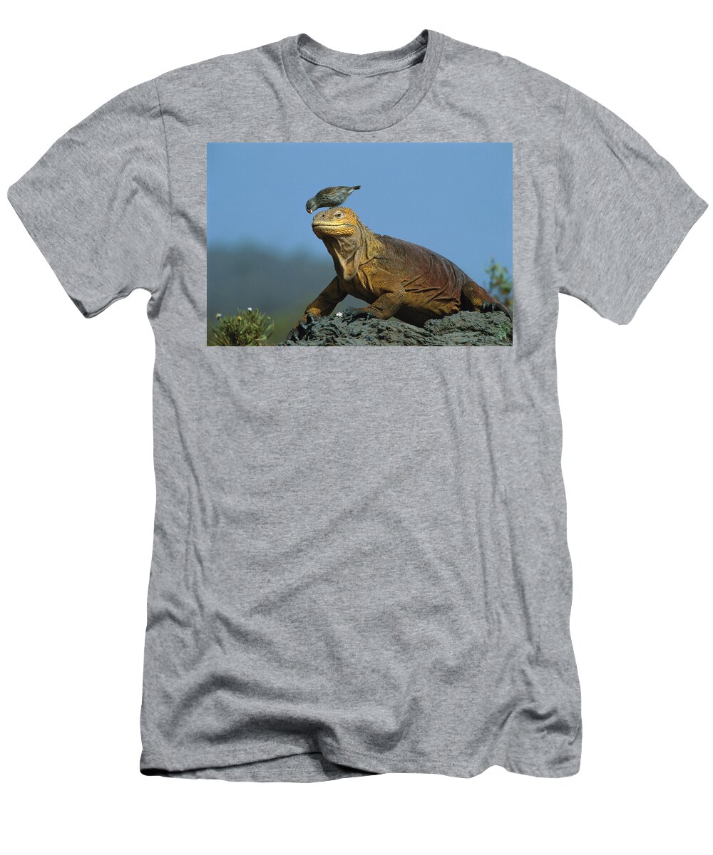 00250226 T-Shirt featuring the photograph Galapagos Land Iguana and Finch by D Parer E Parer Cook