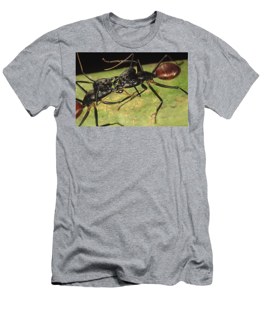 Feb0514 T-Shirt featuring the photograph Giant Forest Ant Pair Fighting In Borneo by Mark Moffett