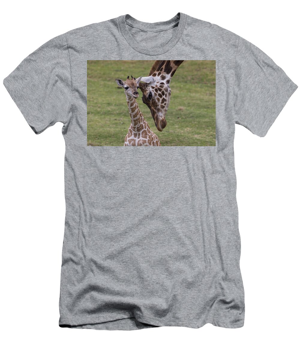 Feb0514 T-Shirt featuring the photograph Giraffe Mother Nuzzling Calf by San Diego Zoo