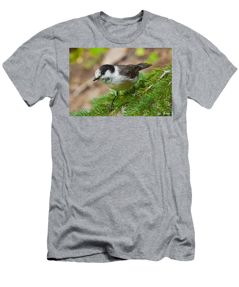 Animal T-Shirt featuring the photograph Gray Jay on Fir Tree by Jeff Goulden