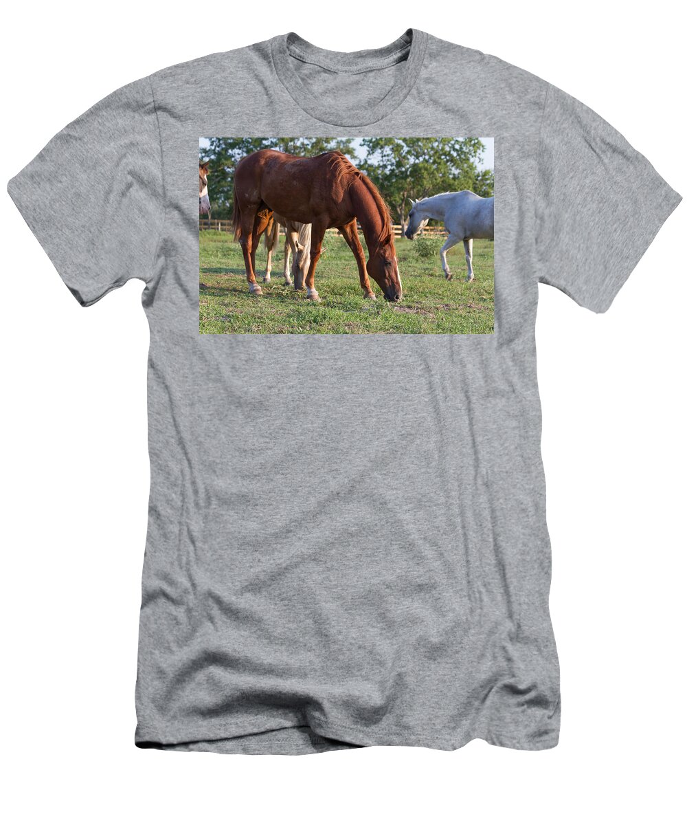 Horses T-Shirt featuring the photograph Grazing by Tim Stanley