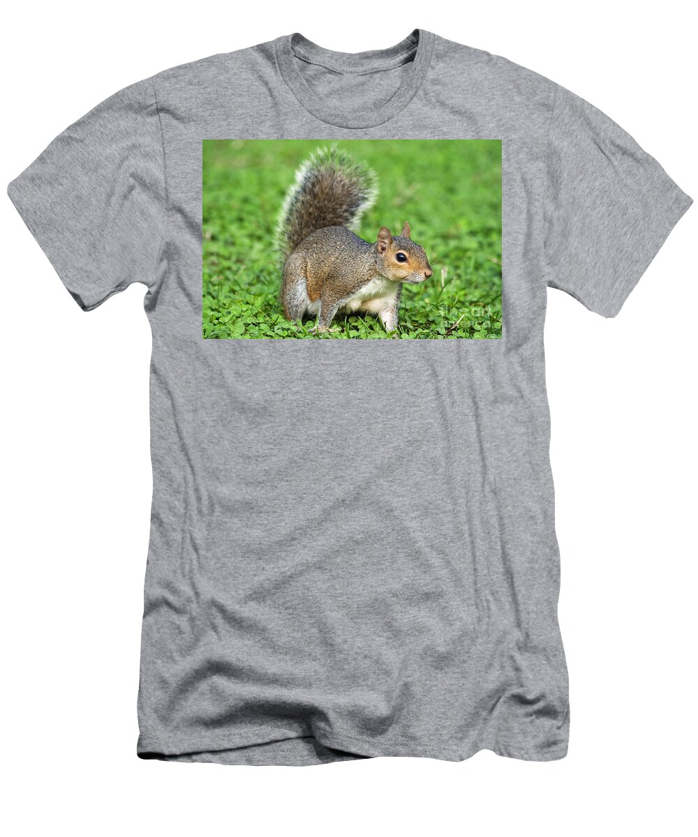 Adorable T-Shirt featuring the photograph Grey Squirrel by Antonio Scarpi