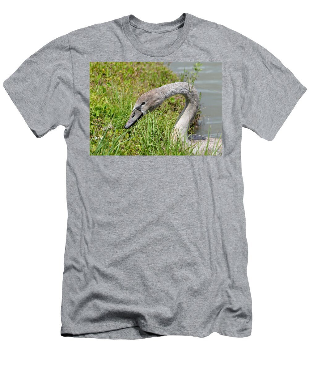 Swan T-Shirt featuring the photograph Juvenile White Swan by Kathy Baccari