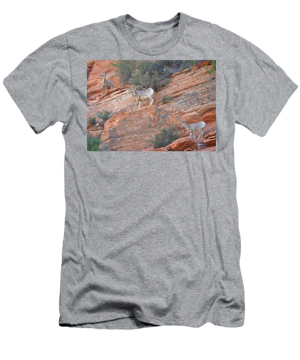 Big Horn Sheep T-Shirt featuring the photograph Learning How to Rock Climb Zion by Christine Owens