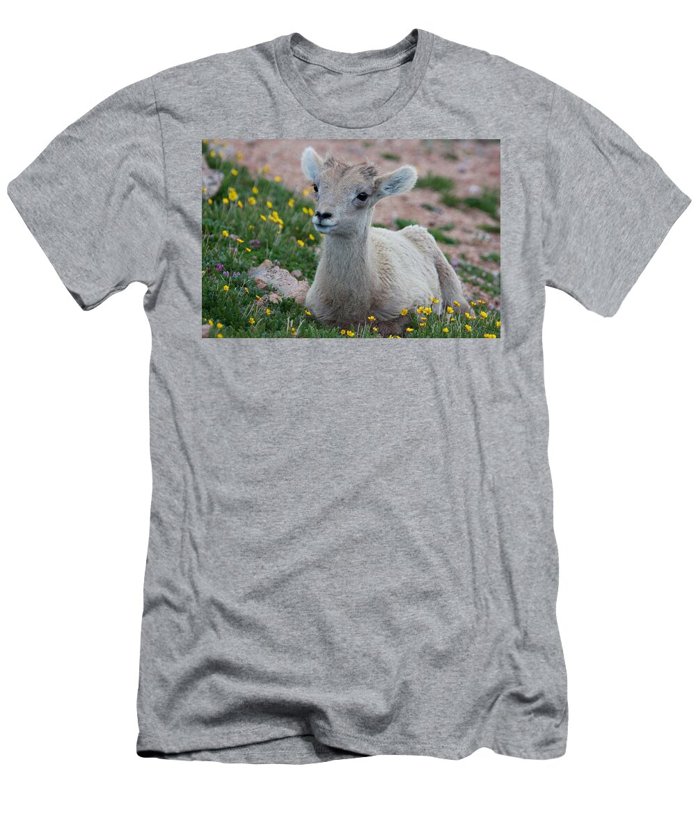 Bighorn Sheep T-Shirt featuring the photograph Little Lamb by Jim Garrison