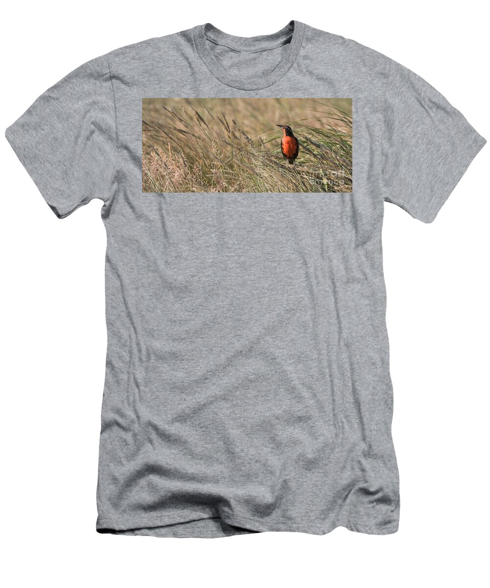 Long-tailed Meadowlark T-Shirt featuring the photograph Long-tailed Meadowlark by John Shaw