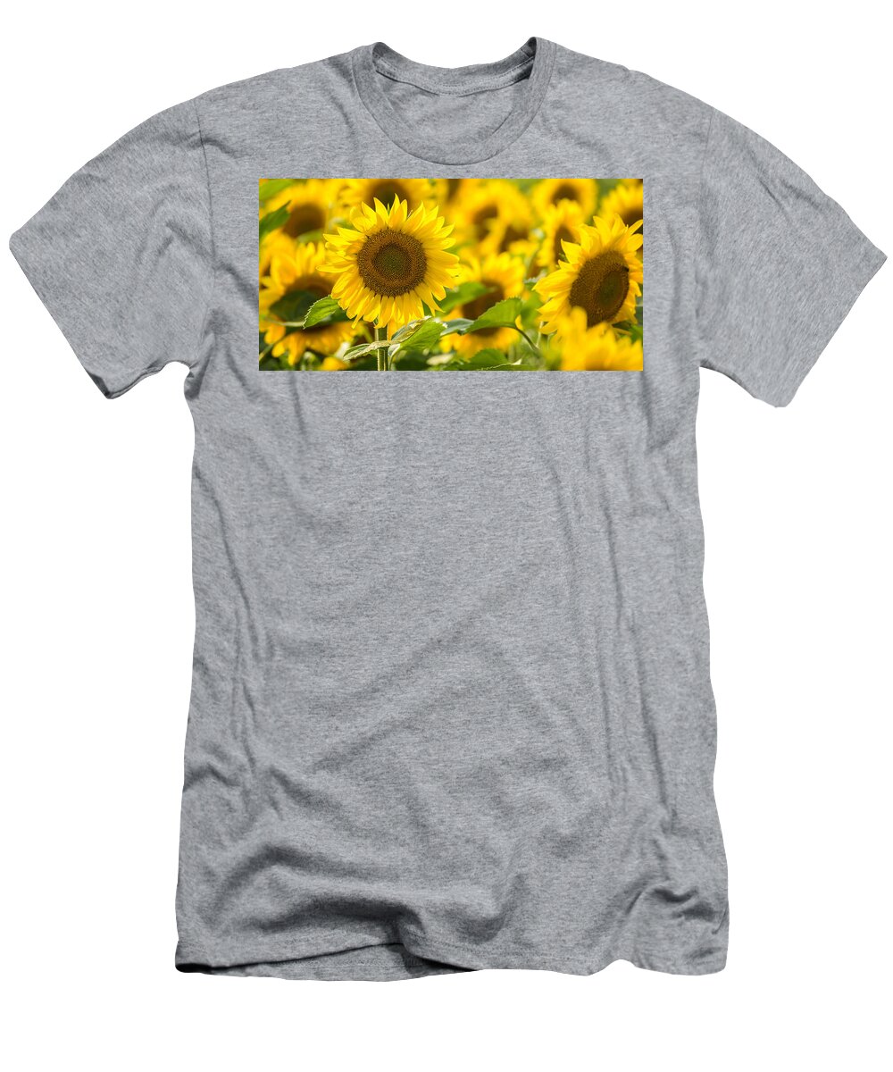 Sunflowers T-Shirt featuring the photograph Mellow Yellow by Mark Rogers