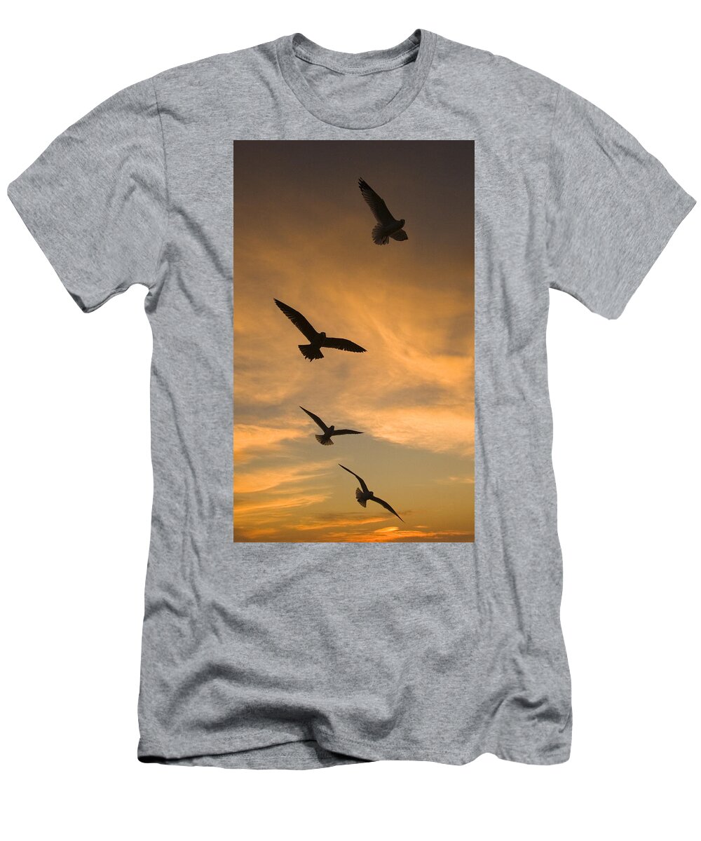 Feb0514 T-Shirt featuring the photograph Mew Gulls At Sunset La Jolla California by Tom Vezo