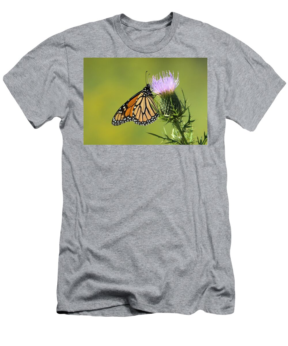 Background T-Shirt featuring the photograph Monarch On Thorns by Bonfire Photography