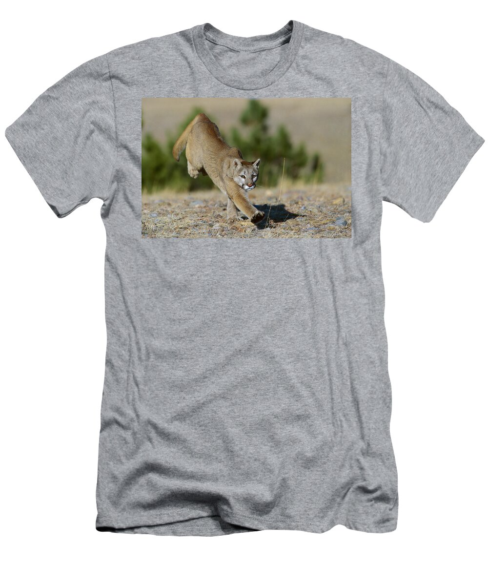Feb0514 T-Shirt featuring the photograph Mountain Lion Running Colorado by Konrad Wothe