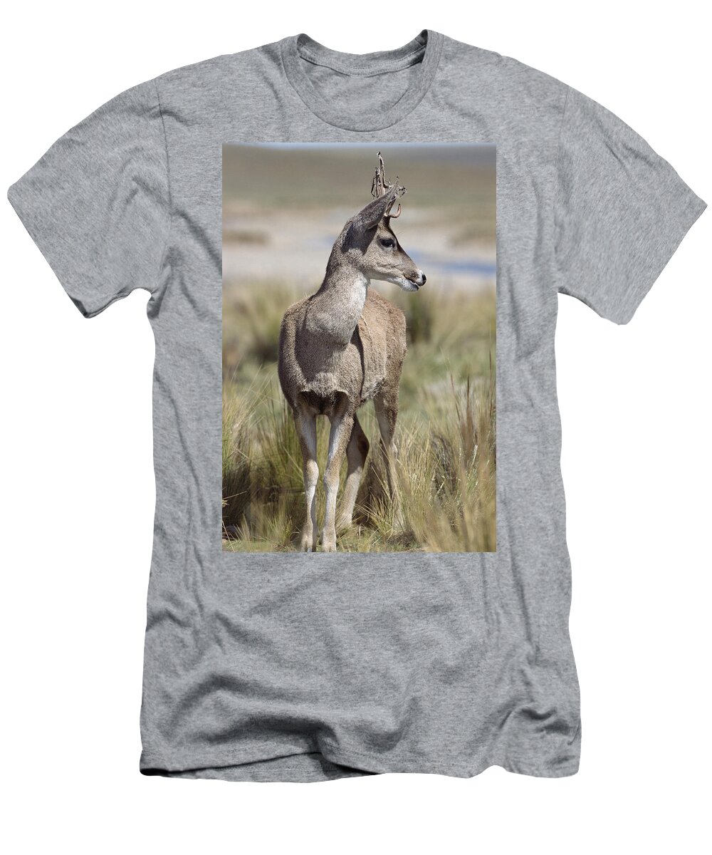 Feb0514 T-Shirt featuring the photograph North Andean Huemul Buck Shedding by Tui De Roy