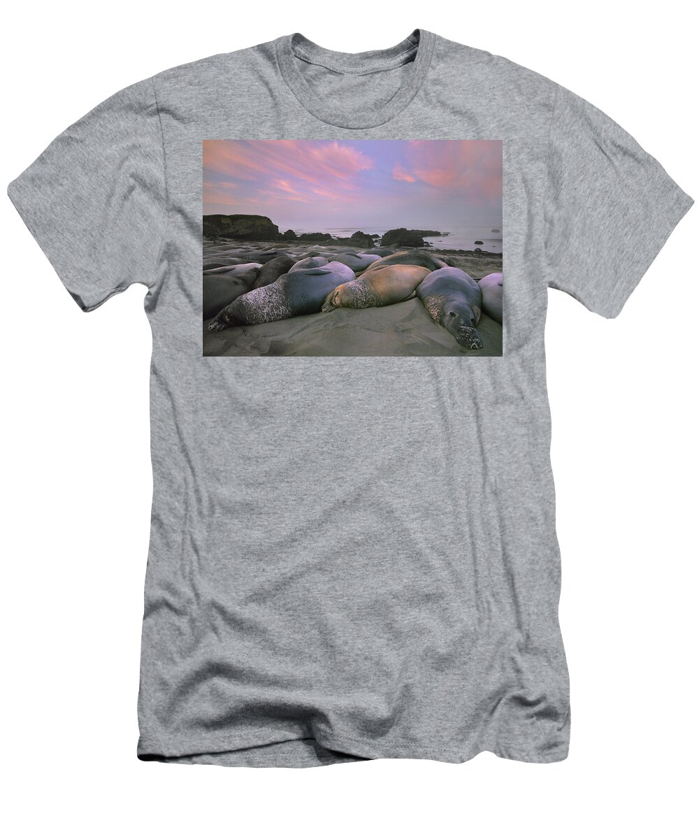 Feb0514 T-Shirt featuring the photograph Northern Elephant Seals Point Piedra by Tim Fitzharris