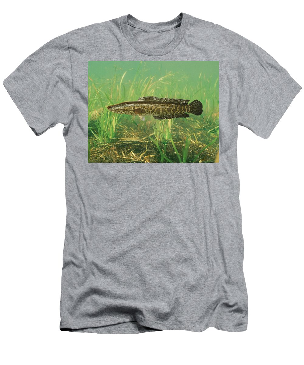 Animal T-Shirt featuring the photograph Northern Snakehead by USGS and USFWS/ Science Source