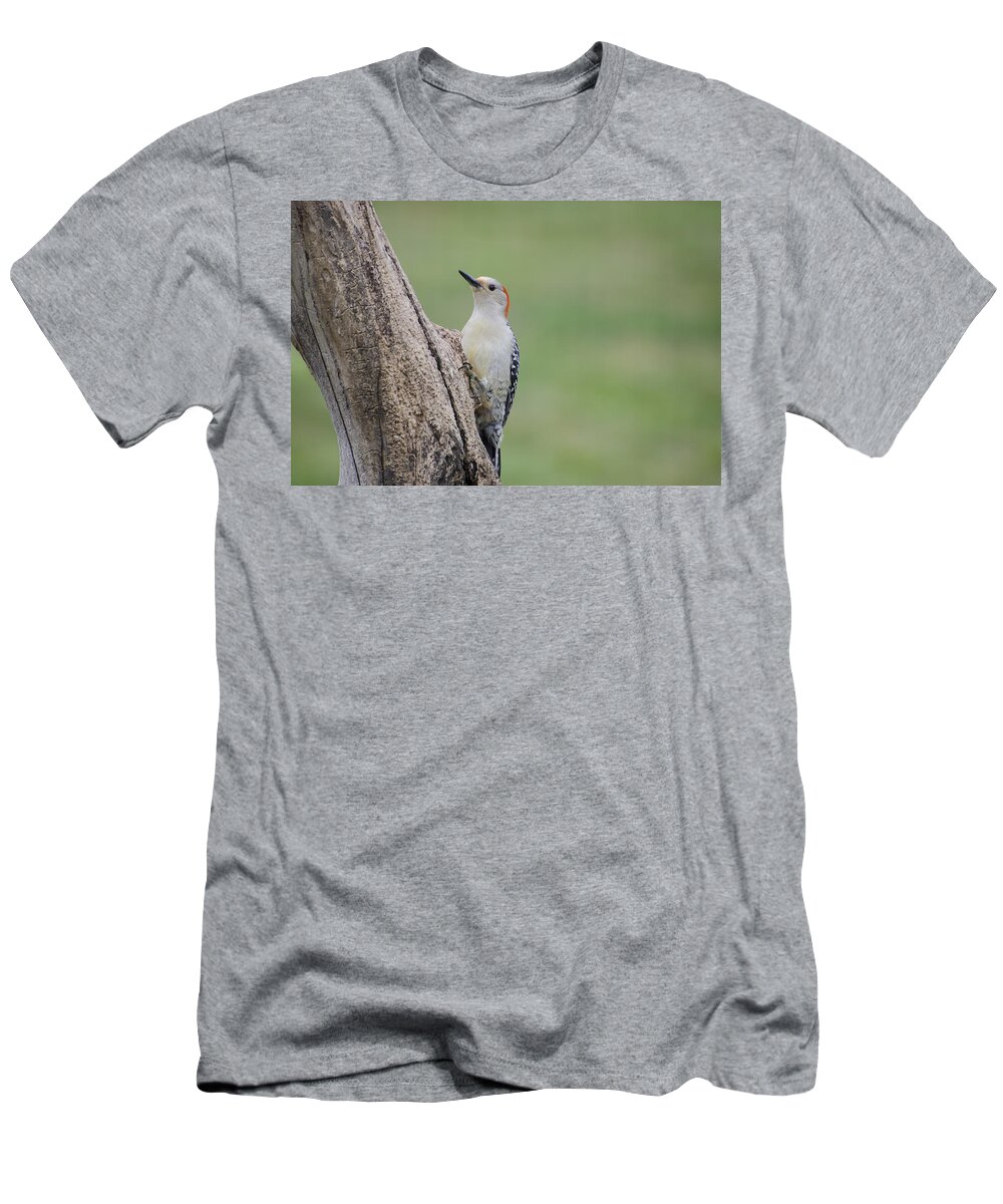 Woodpecker T-Shirt featuring the photograph Pecker by Heather Applegate