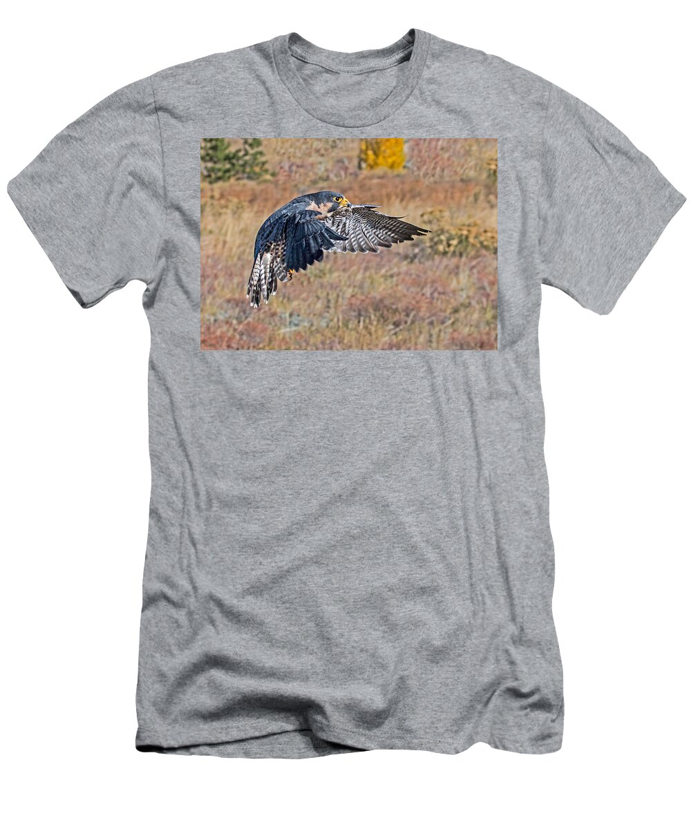 Falco Peregrinus T-Shirt featuring the photograph Peregrine Falcon Flight by Dawn Key