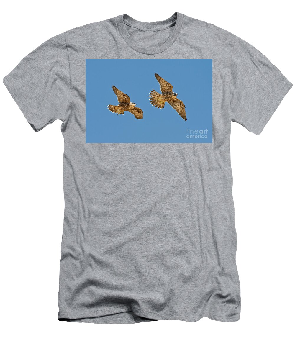 Peregrine Falcon T-Shirt featuring the photograph Peregrine Siblings Chasing Each Other by Anthony Mercieca