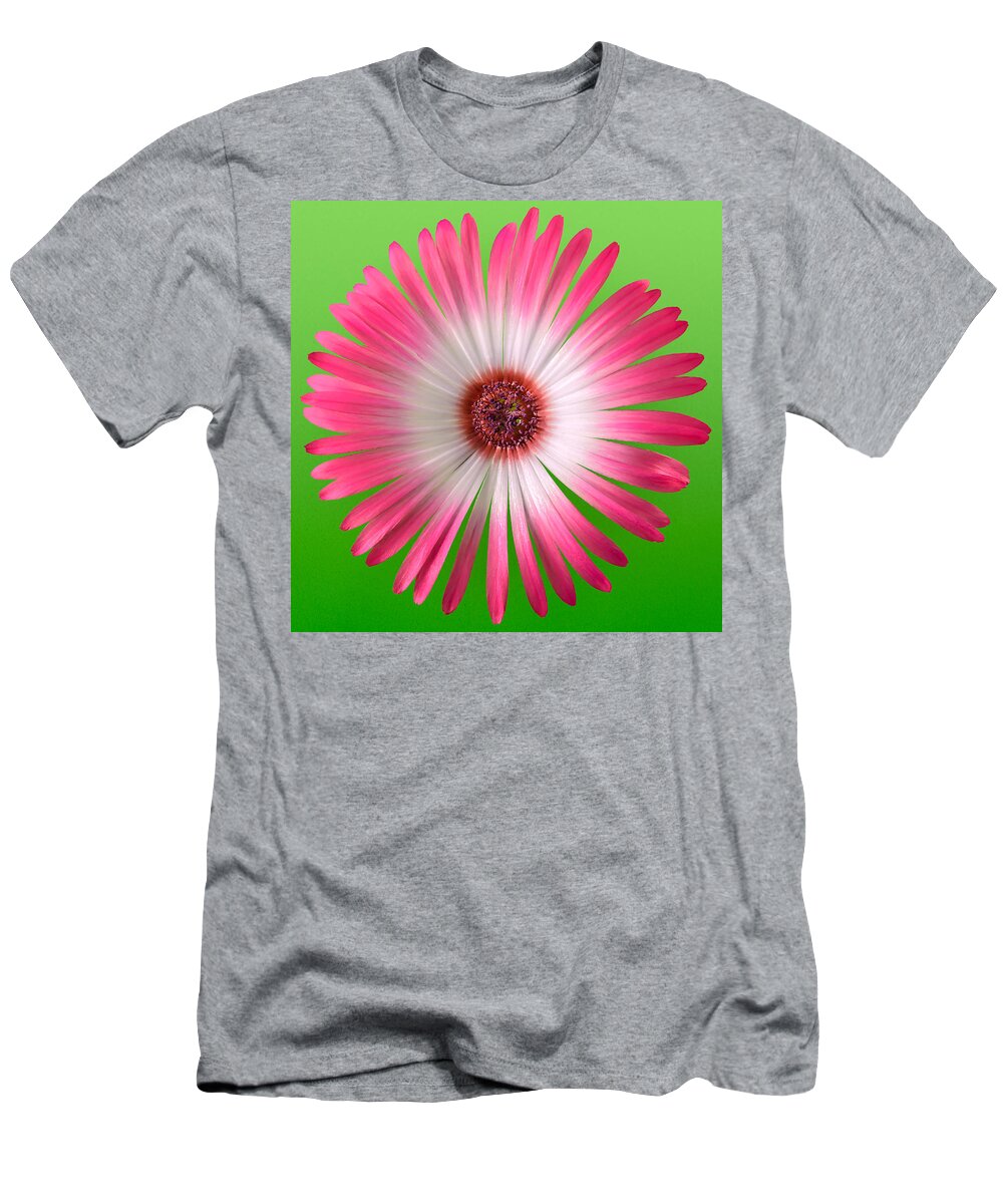 Vygie T-Shirt featuring the photograph Pink and White Vygie on Green 02 by Jo Roderick