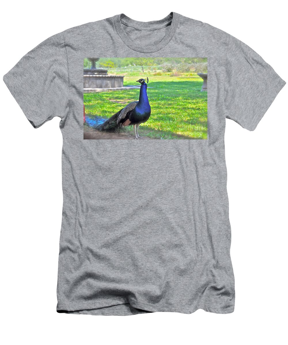 Peacock T-Shirt featuring the photograph Pretty Peacock by Bridgette Gomes
