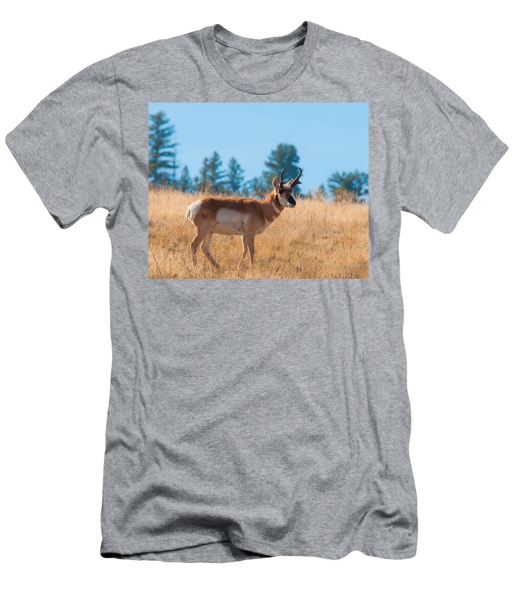 Brenda Jacobs Photography T-Shirt featuring the photograph Pronghorn Antelope by Brenda Jacobs