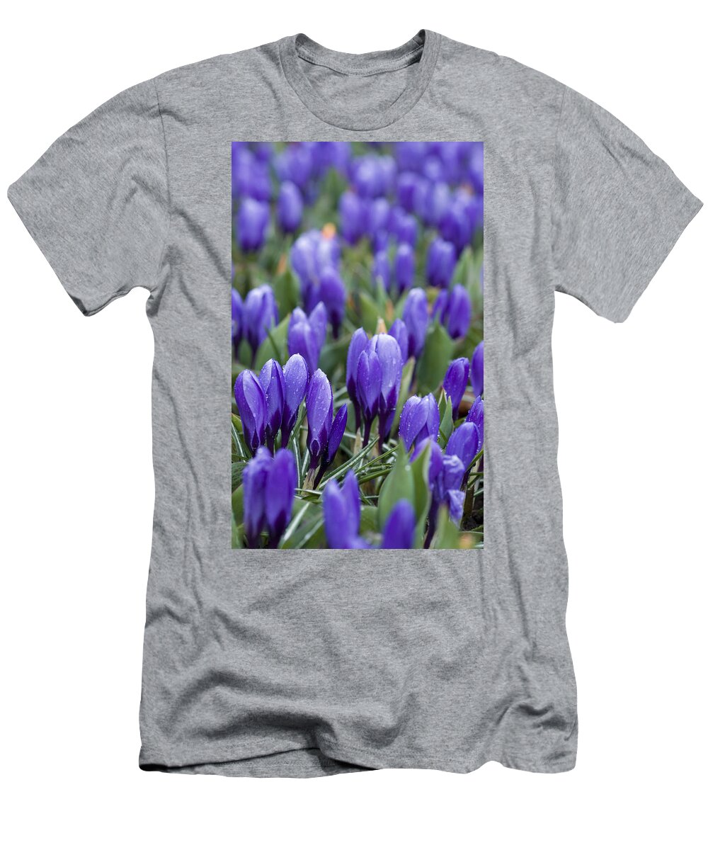 Botany T-Shirt featuring the photograph Purple Crocuses by Juli Scalzi