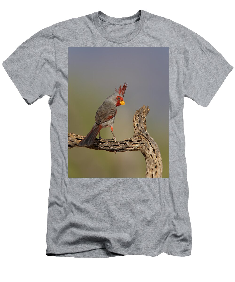 Pyrrhuloxia T-Shirt featuring the photograph Pyrrhuloxia by Jack Milchanowski