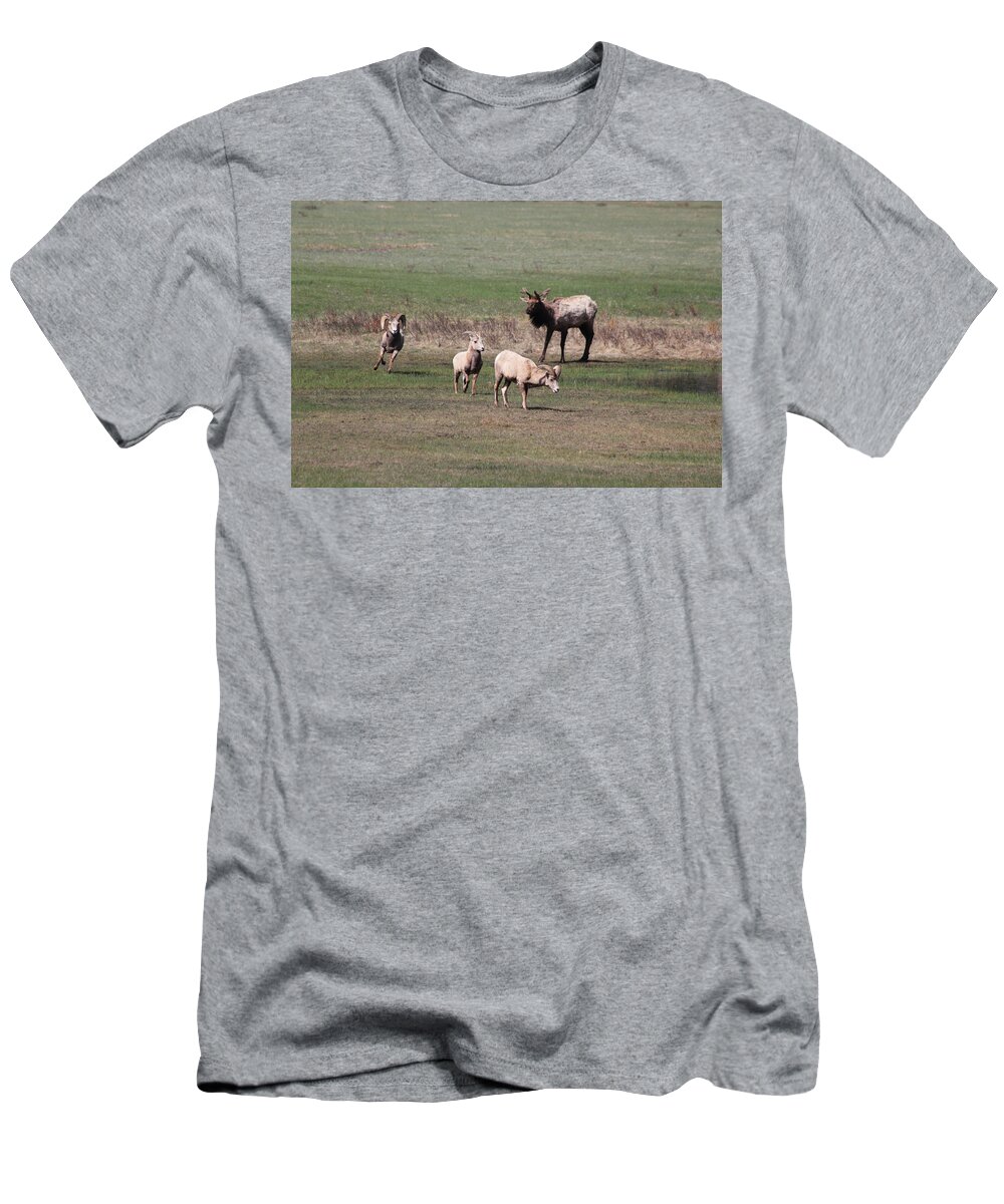 Elk T-Shirt featuring the photograph Rare Encounter by Shane Bechler