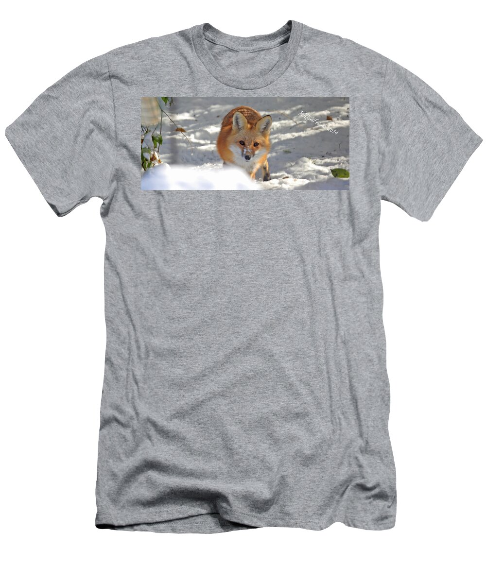 Red Fox In Snow T-Shirt featuring the photograph Red Fox in Snow by PJQandFriends Photography