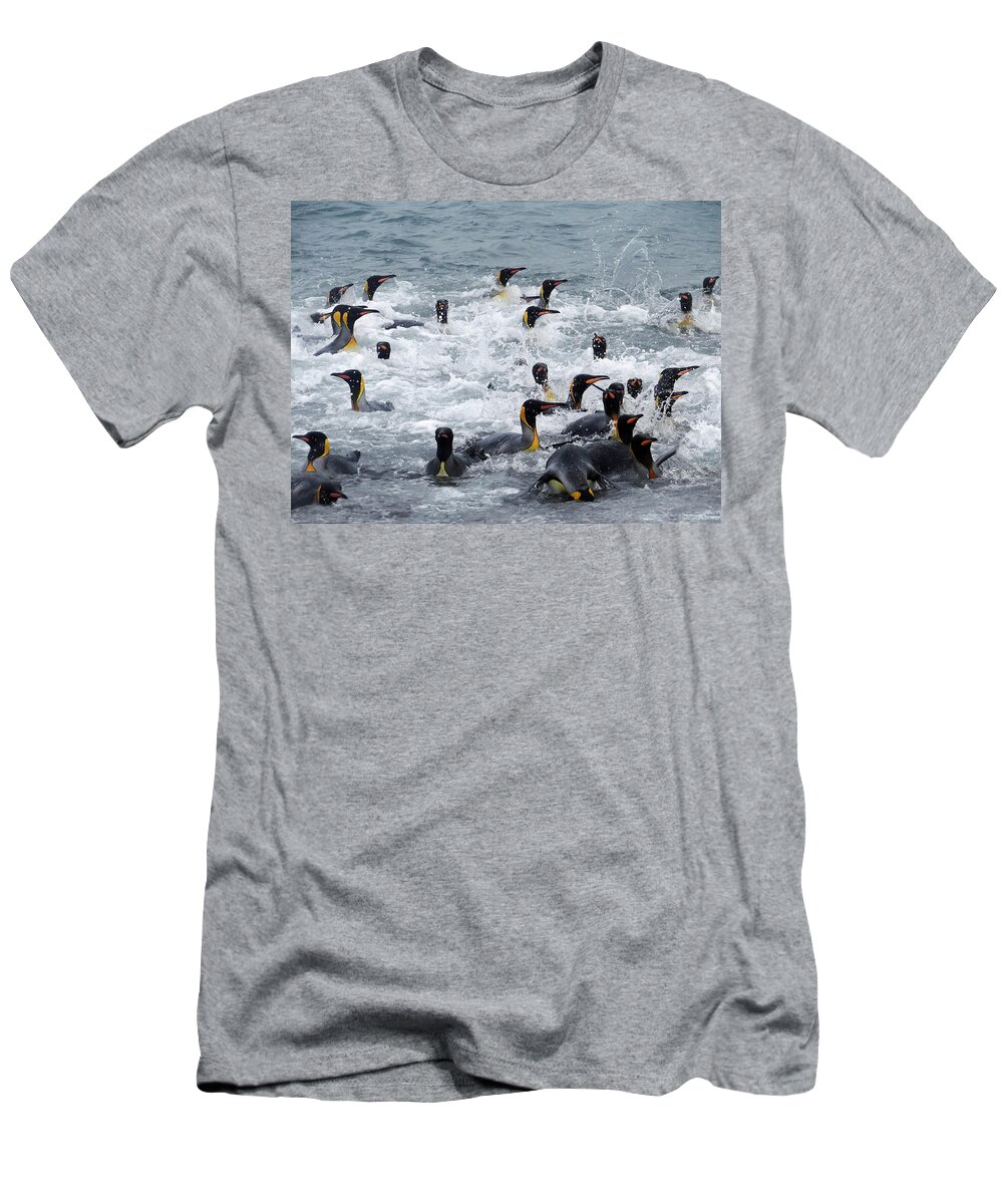 King Penguins T-Shirt featuring the photograph Splish Splash by Ginny Barklow