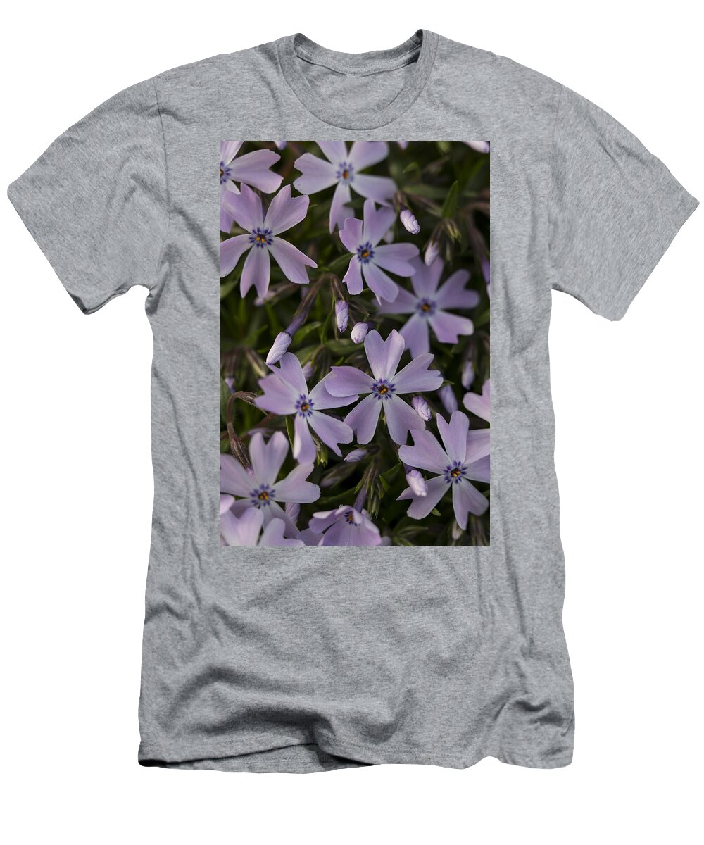 Andrew Pacheco T-Shirt featuring the photograph Springtime Phlox by Andrew Pacheco