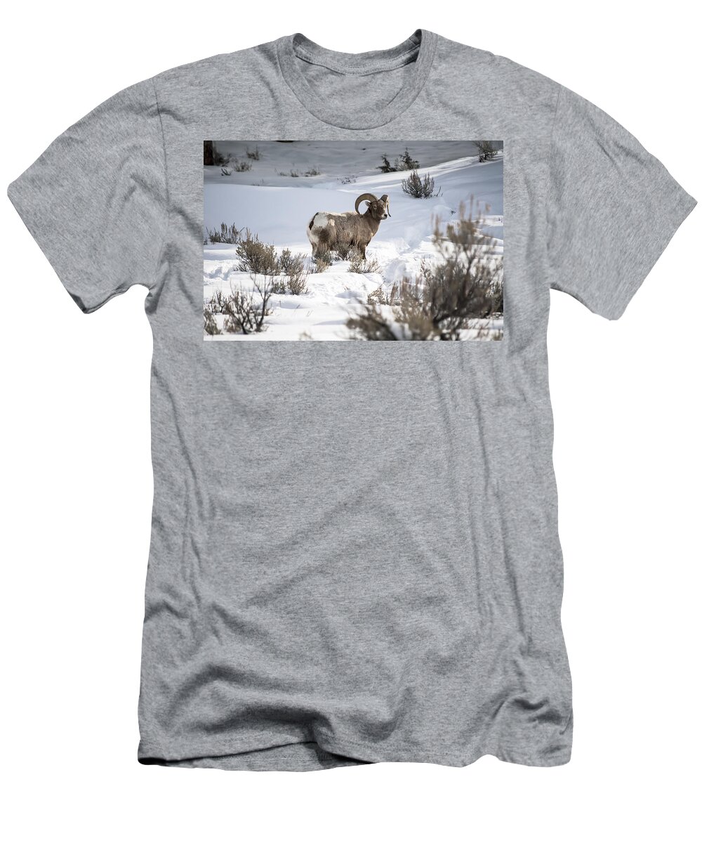 Landscape T-Shirt featuring the photograph Striking a pose by Richard Verkuyl