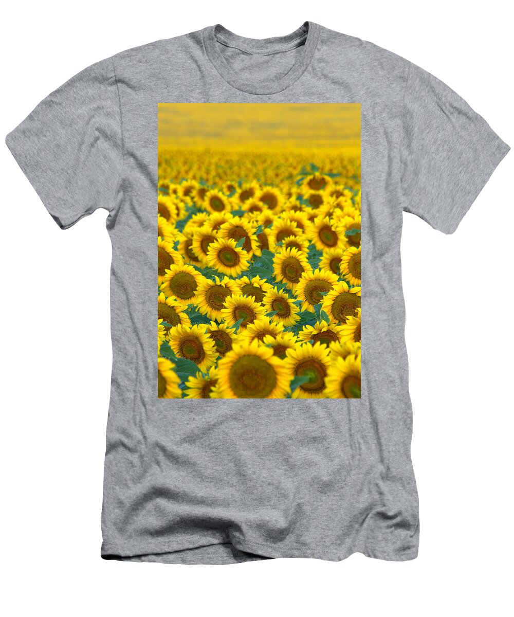 Sunflower T-Shirt featuring the photograph Sunflower Explosion by Ronda Kimbrow