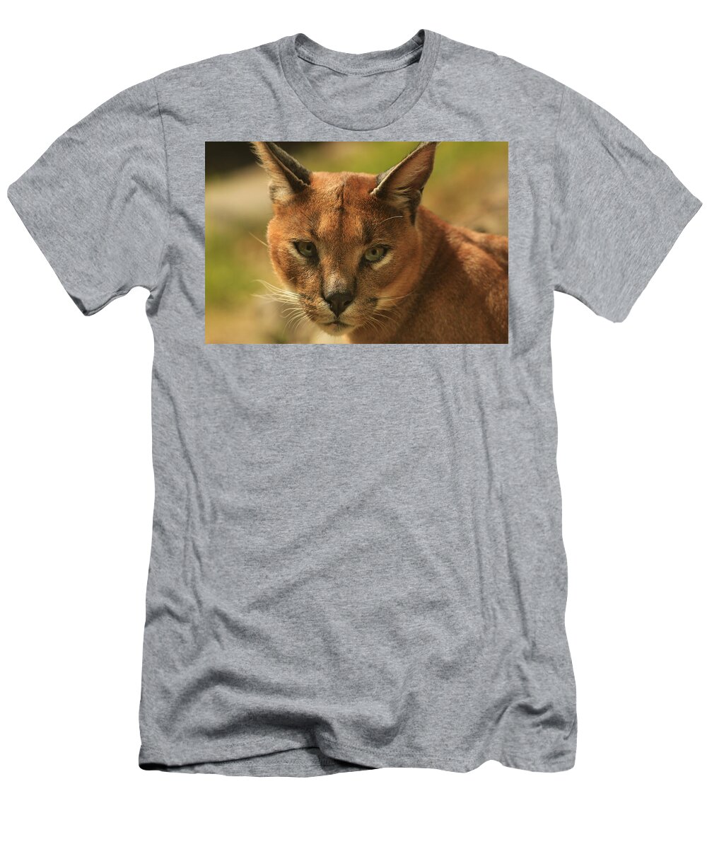 Caracal T-Shirt featuring the photograph The Focus of a Caracal by Laddie Halupa