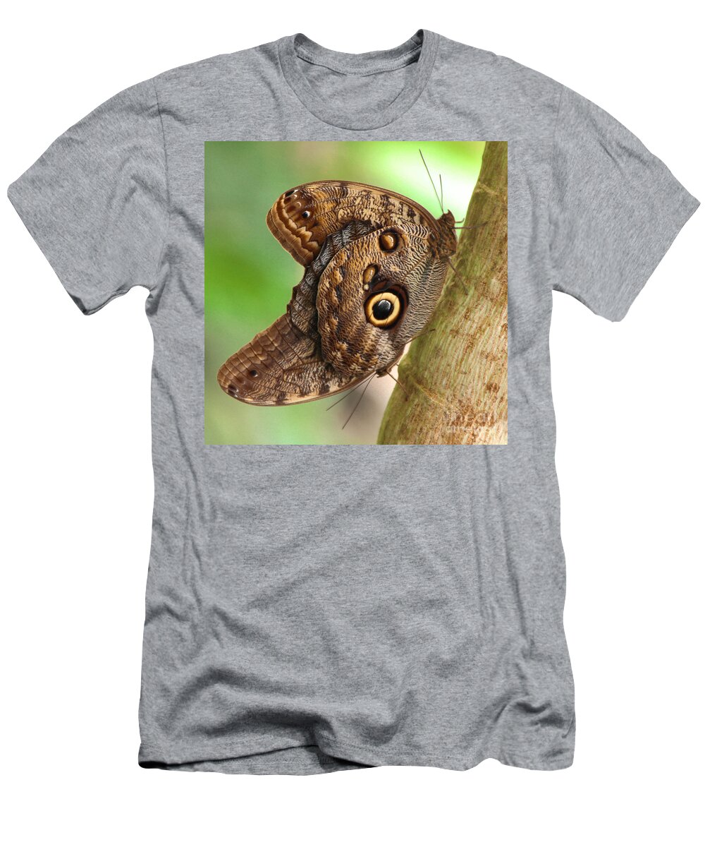 Caligo T-Shirt featuring the photograph Two Caligo Atreus Butterflies by Amanda Mohler