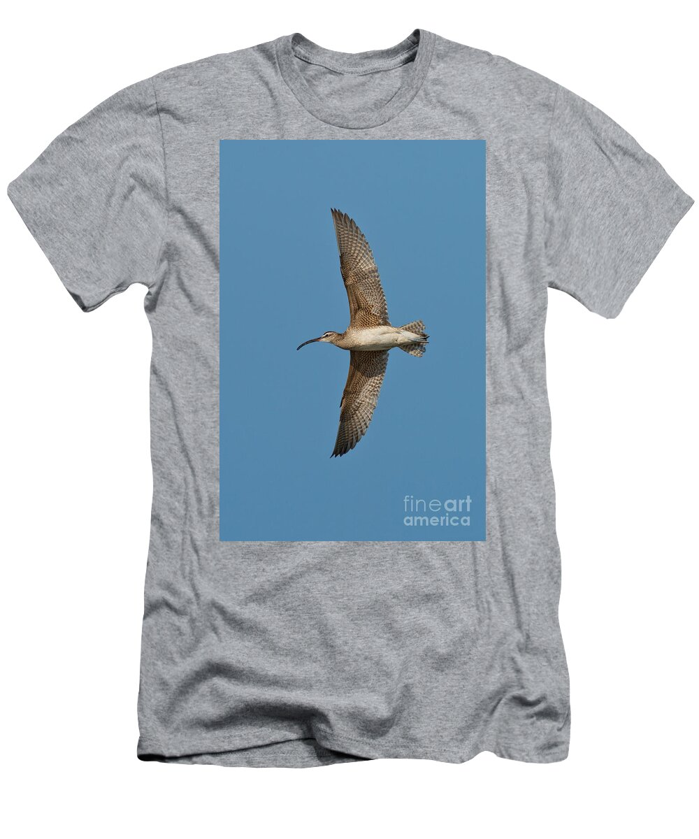 Fauna T-Shirt featuring the photograph Whimbrel In Flight by Anthony Mercieca