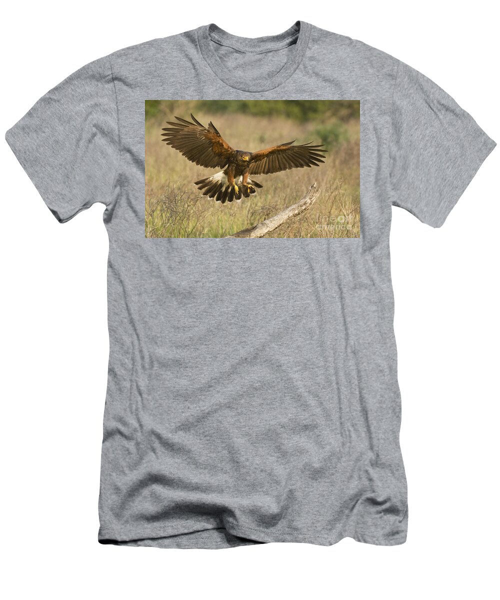 Harris Hawk T-Shirt featuring the photograph Wild Harris Hawk Landing by Dave Welling