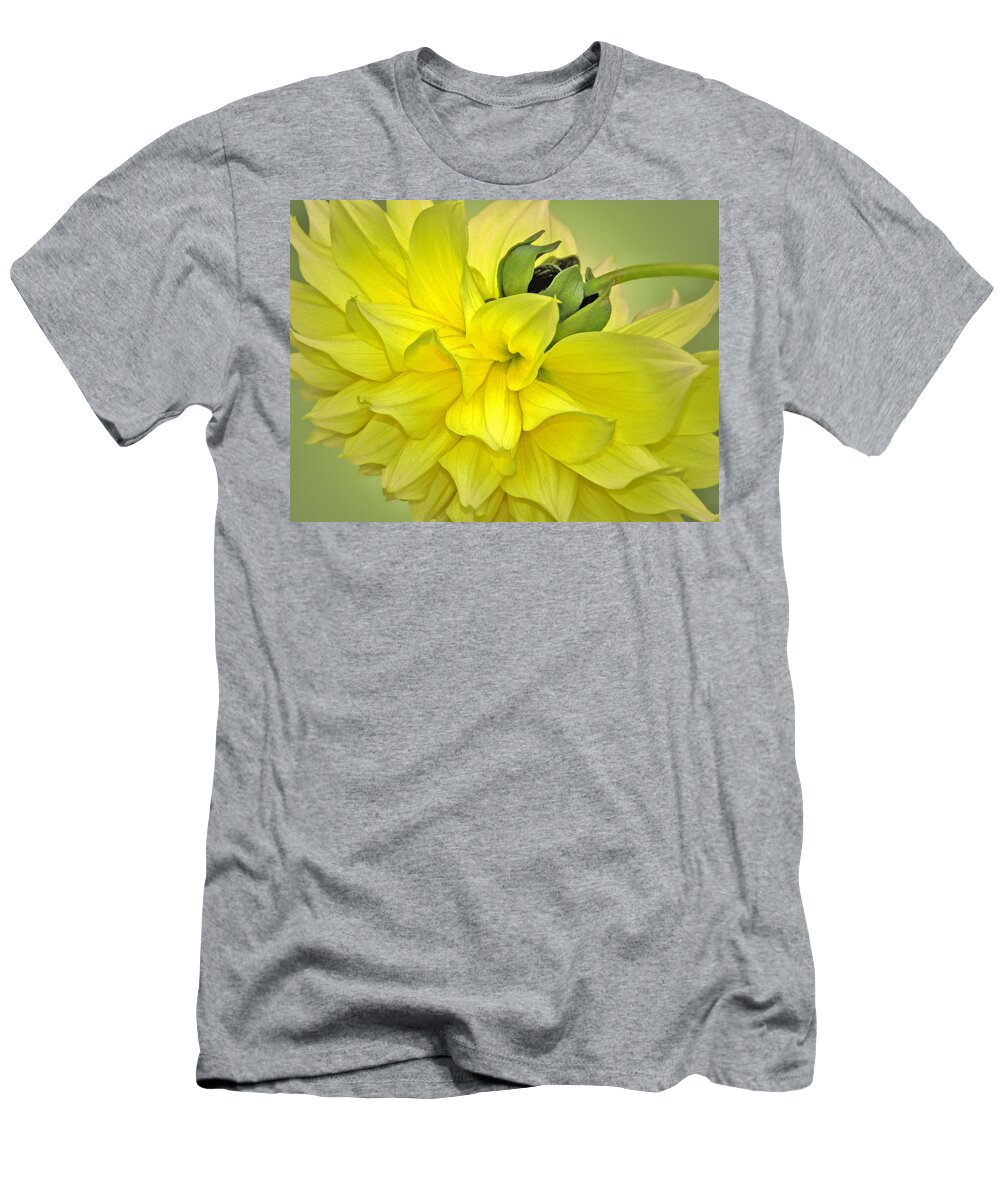 Yellow Dahlia T-Shirt featuring the photograph Yellow Dahlia by Nina Bradica