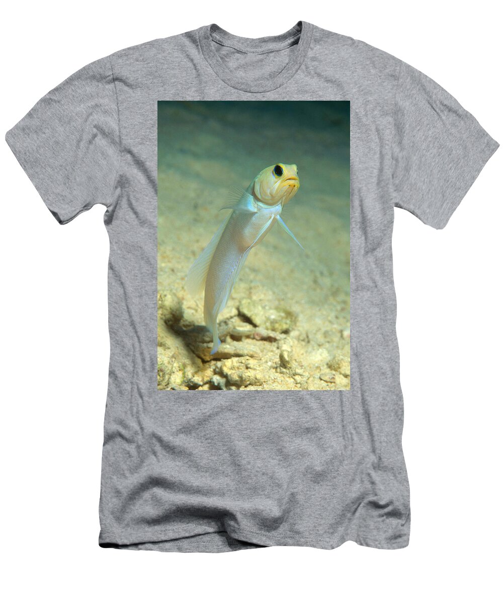 Yellowhead Jawfish T-Shirt featuring the photograph Yellowhead Jawfish by Andrew J. Martinez