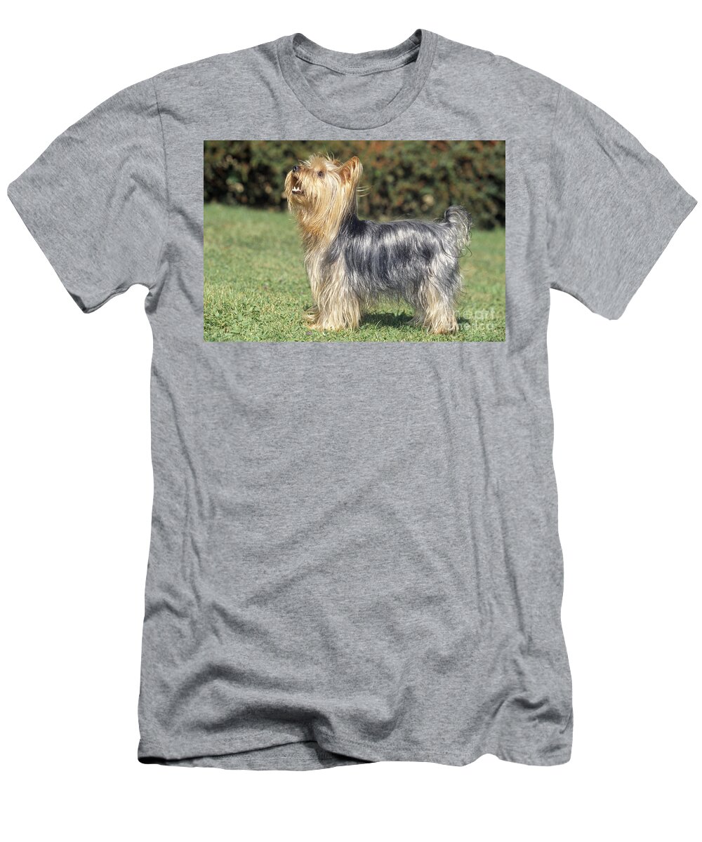Yorkshire Terrier T-Shirt featuring the photograph Yorkshire Terrier Dog by M. Watson